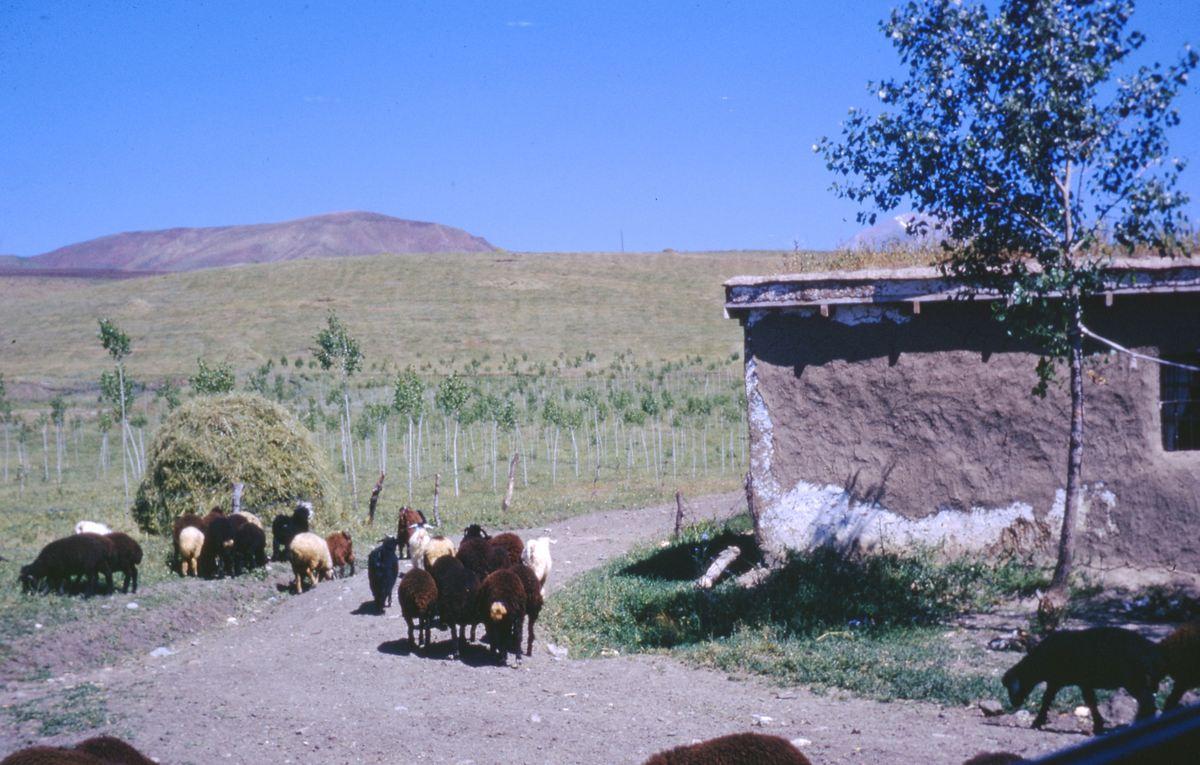 Troupeau de moutons — Routes en terre